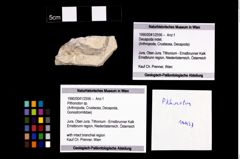 Foto (Objekt + Etikett) von Pithonoton sp.  (NHMW-GEO-1990-0041-2556)